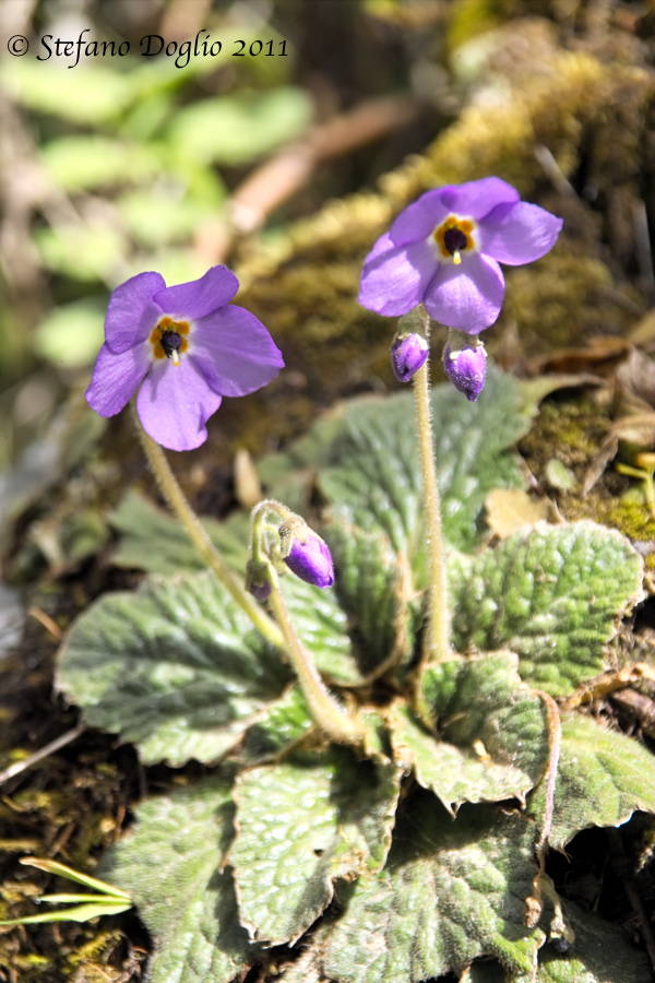 Ramonda serbica